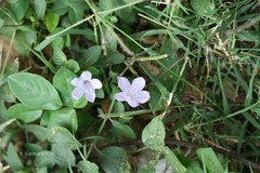 Dipteracanthus patulus
